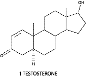 1testosterone.gif
