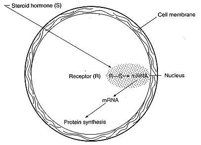 postcycle1.gif