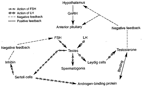 Steroid hormones are produced by